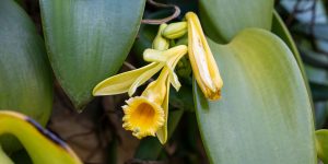 flor da orquídea baunilha