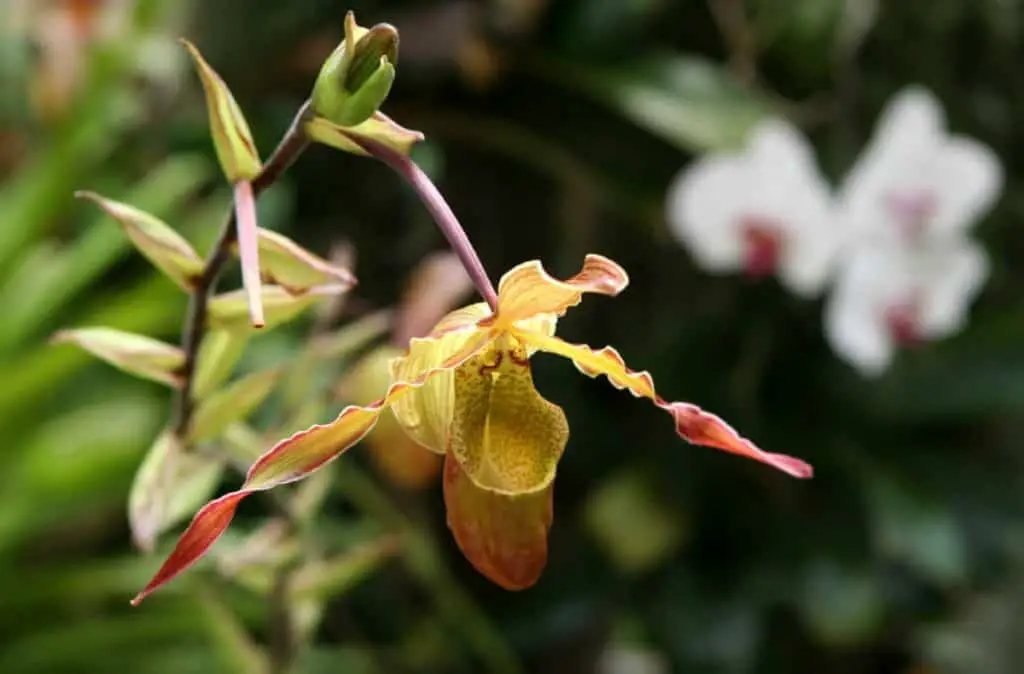 flor de orquídea murcha