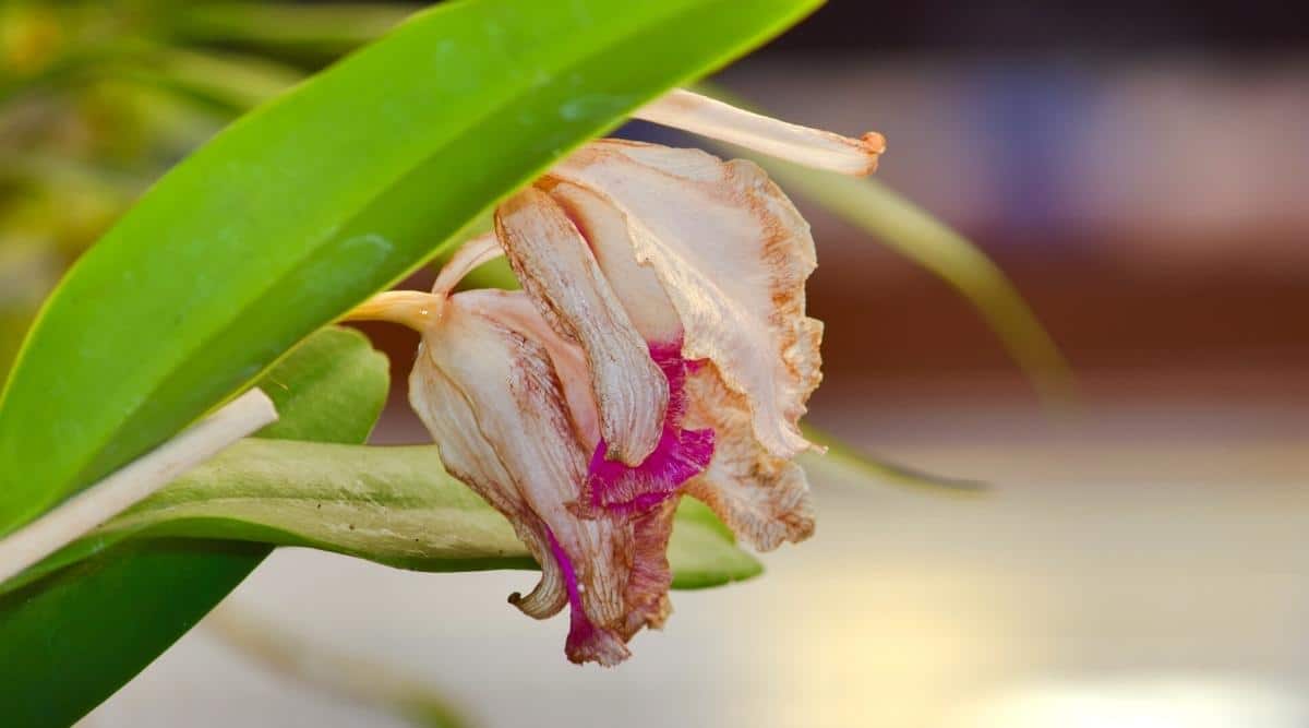 flor murcha de orquídea