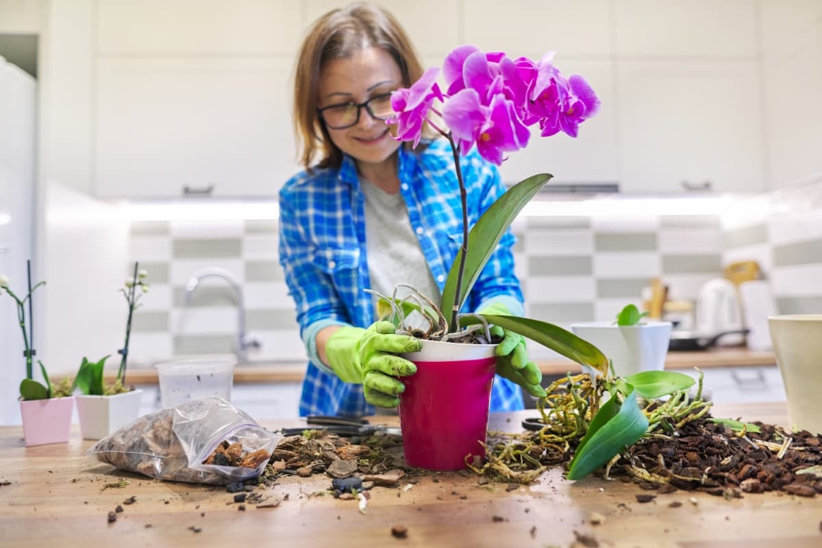 mulher cuidando de orquídea