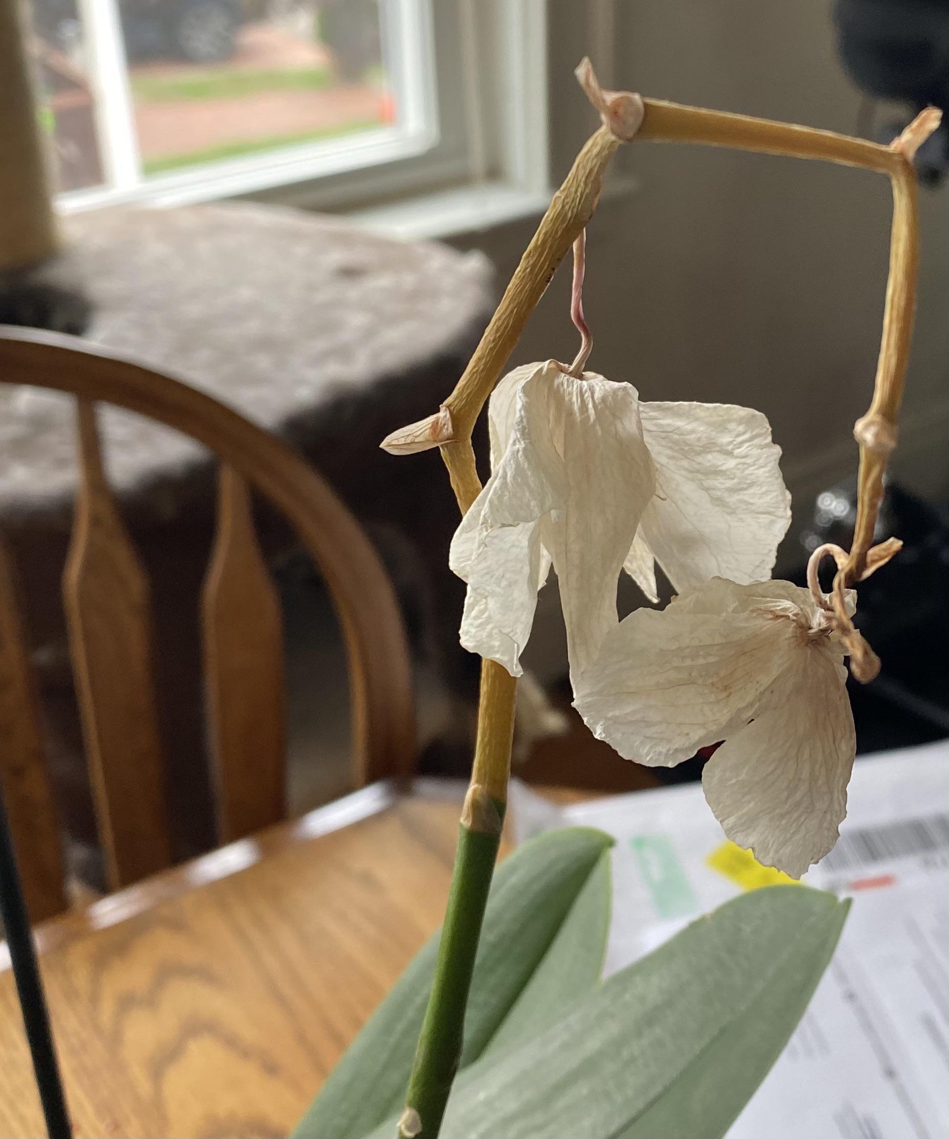 orquídea branca murcha
