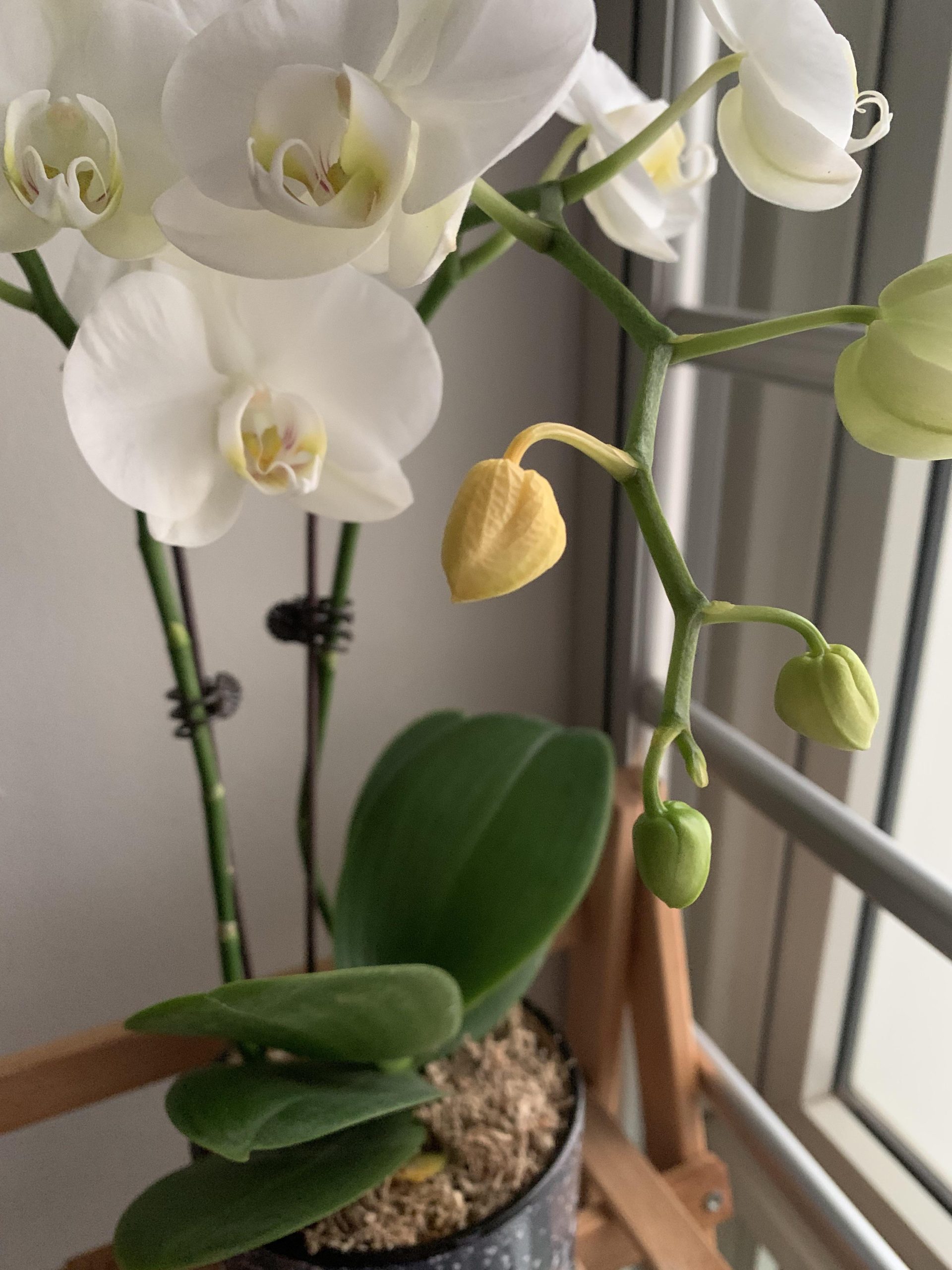 orquídea com botão de flor seco