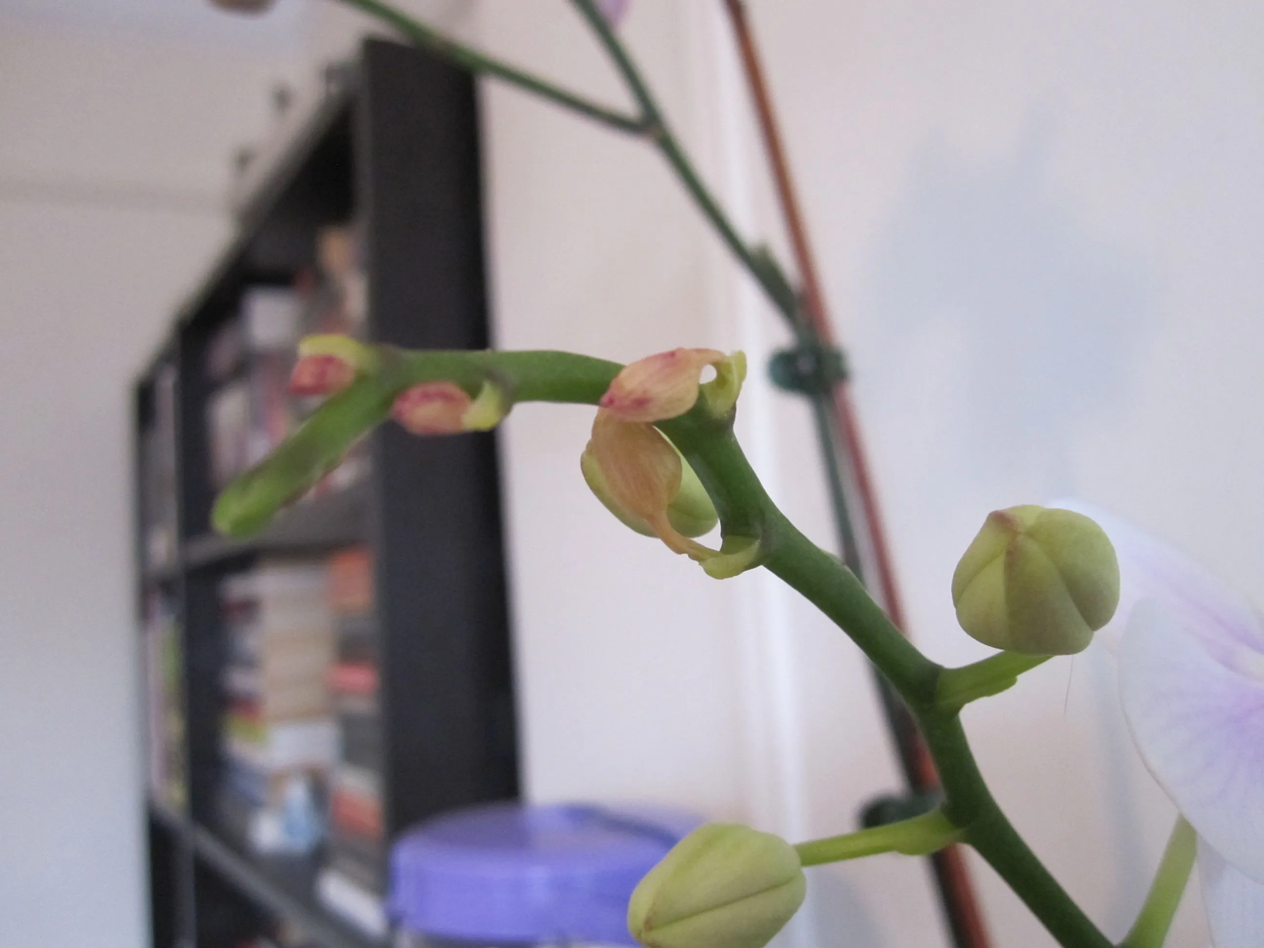 orquídea com botões secando