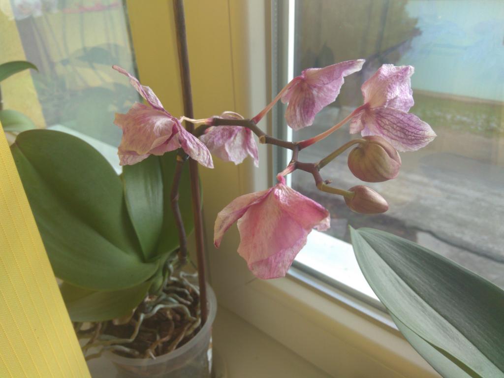 orquídea com murchamento