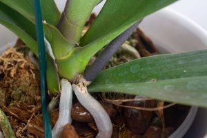 orquídea com raízes e folhas saudáveis