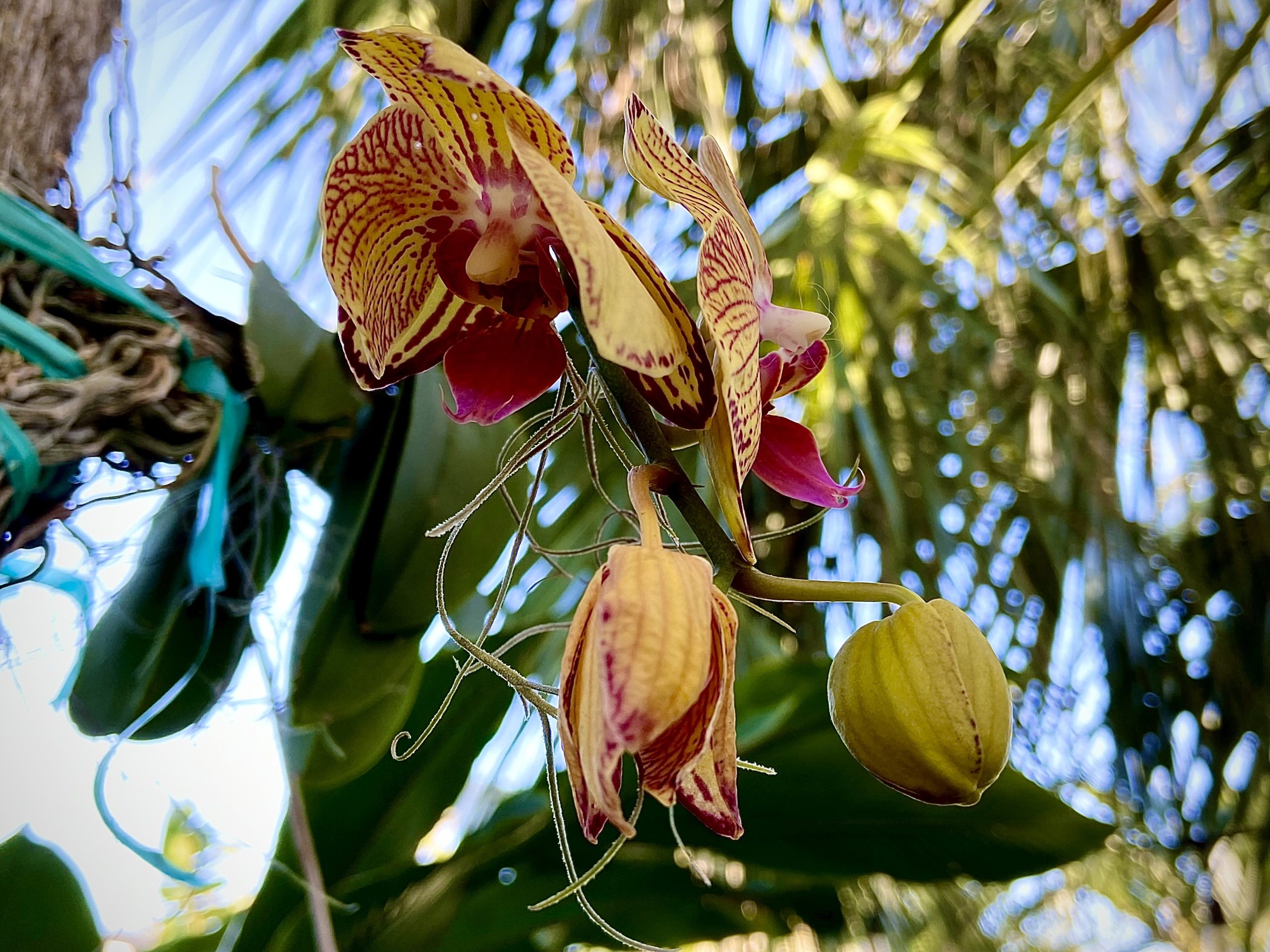 orquídea murcha ao ar livre