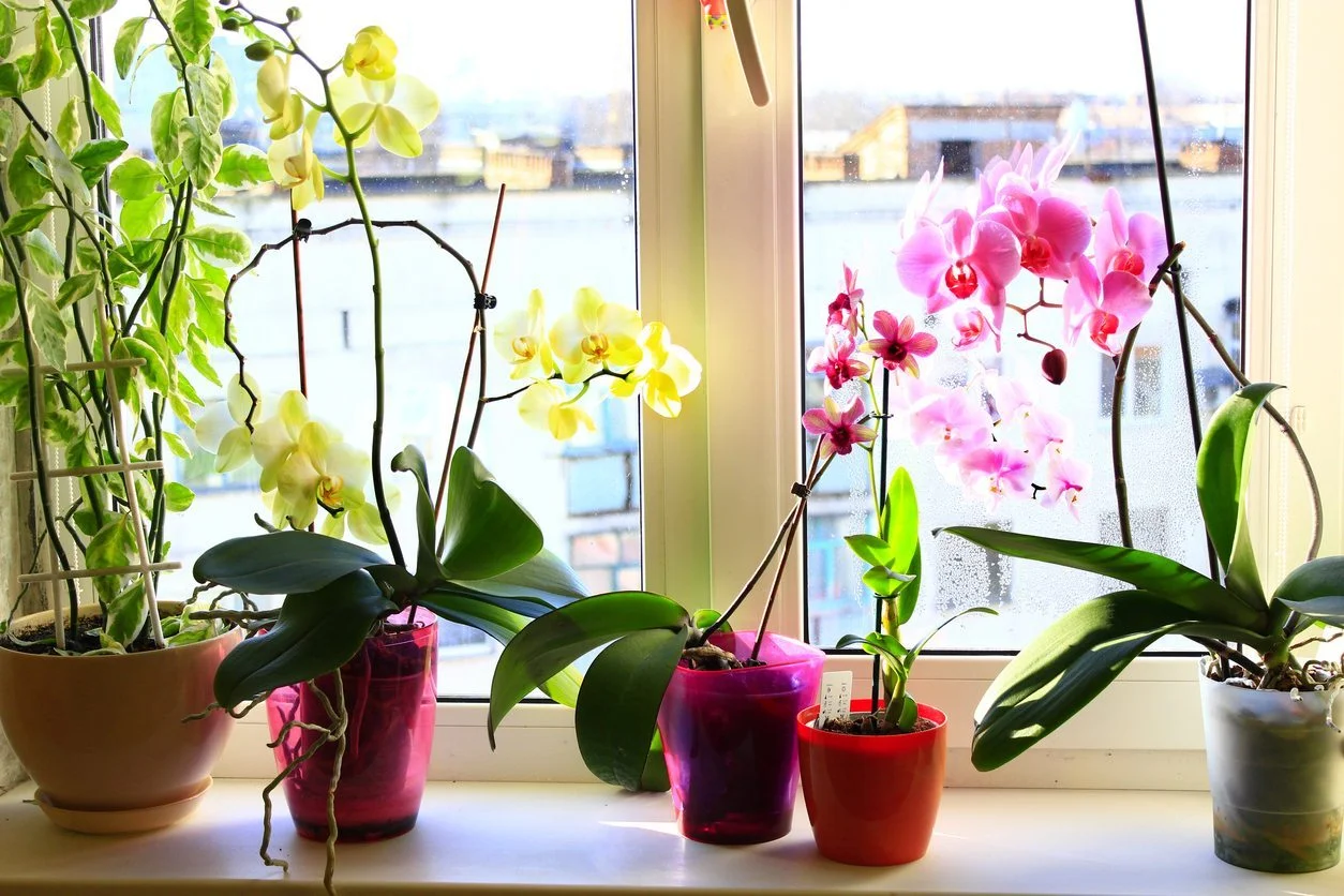 orquídeas dispostas em janela