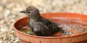 pássaro tomando banho em tigela no jardim