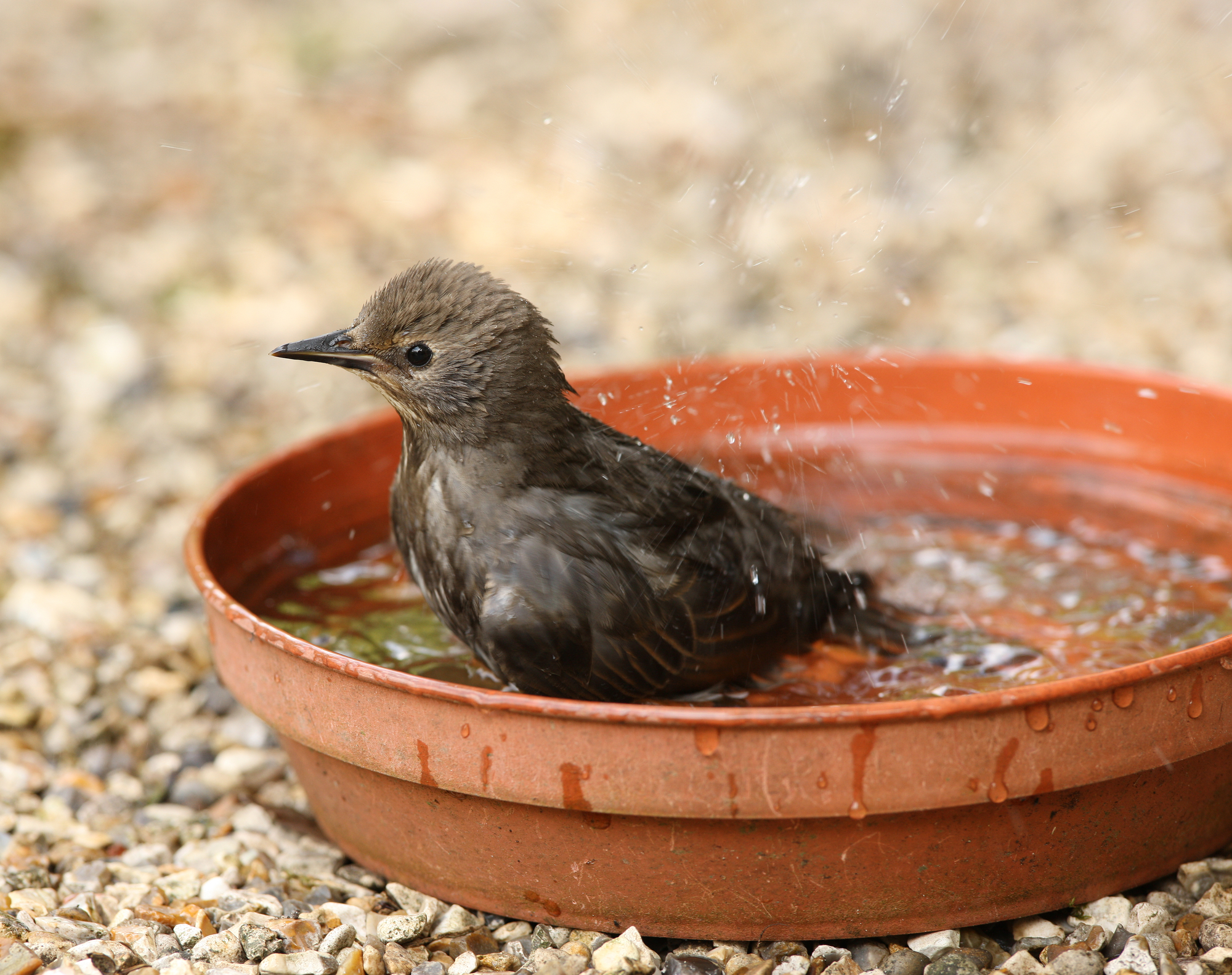 pássaro tomando banho em tigela no jardim