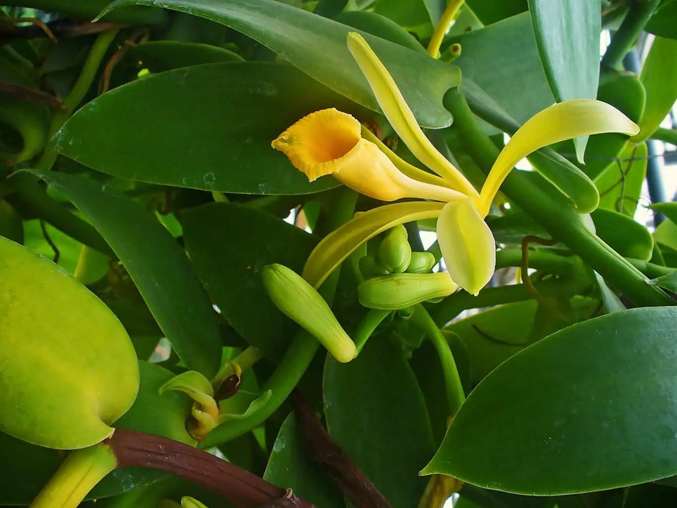 pé de orquídea baunilha