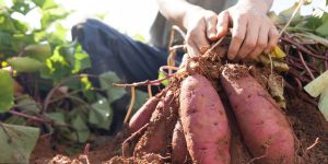 como plantar batata-doce em casa