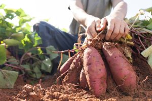 como plantar batata-doce em casa