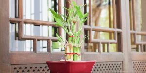 bambu-da-sorte em vaso pequeno retangular
