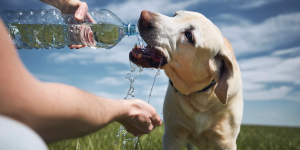 cachorro tomando água de garrafa pet