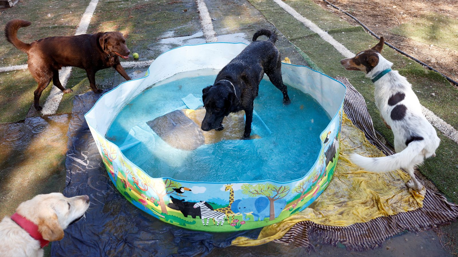 cachorros brincando em piscina de criança