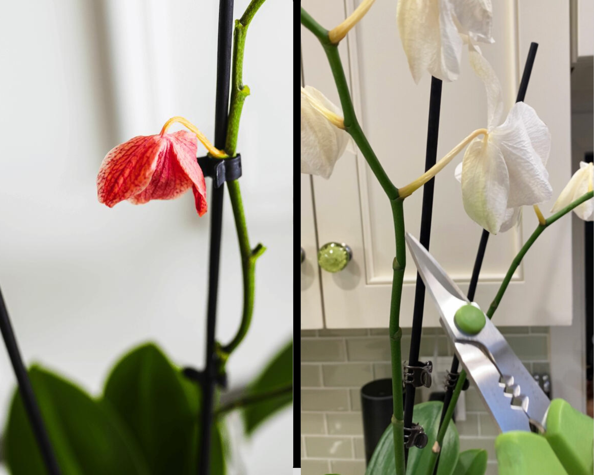 cuidado com orquídea após floração