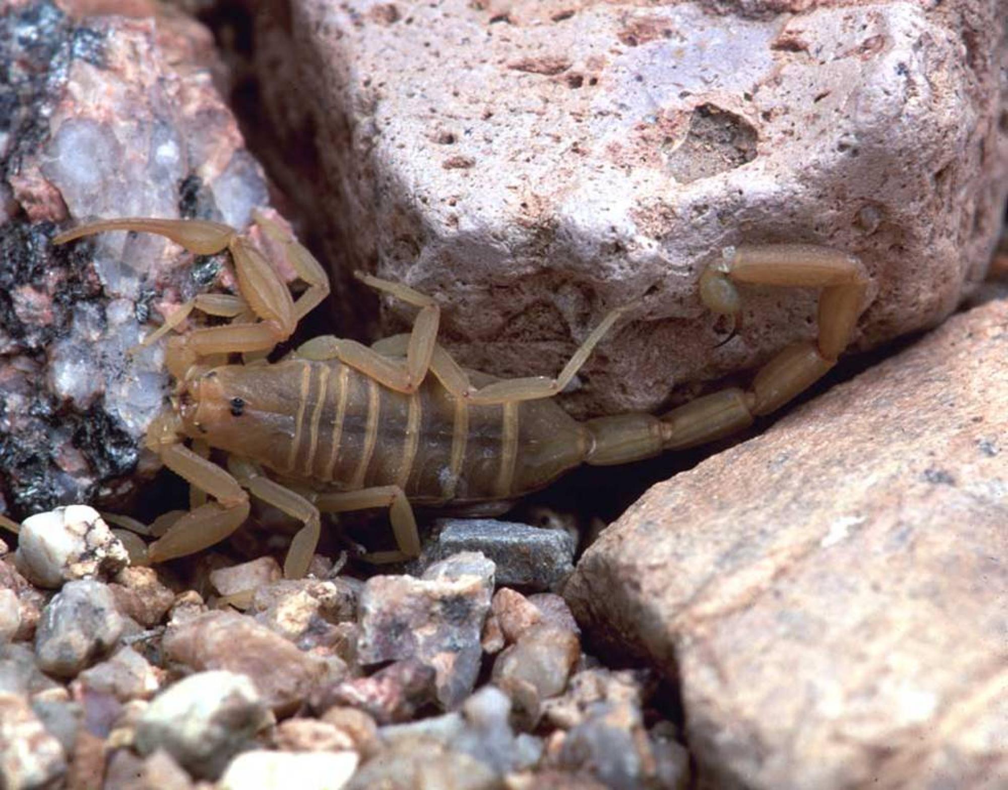 escorpião escondido em pedras