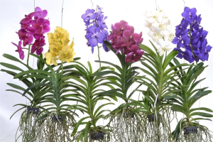 espécies de orquídea vanda penduradas