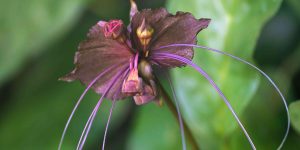 flor-morcego