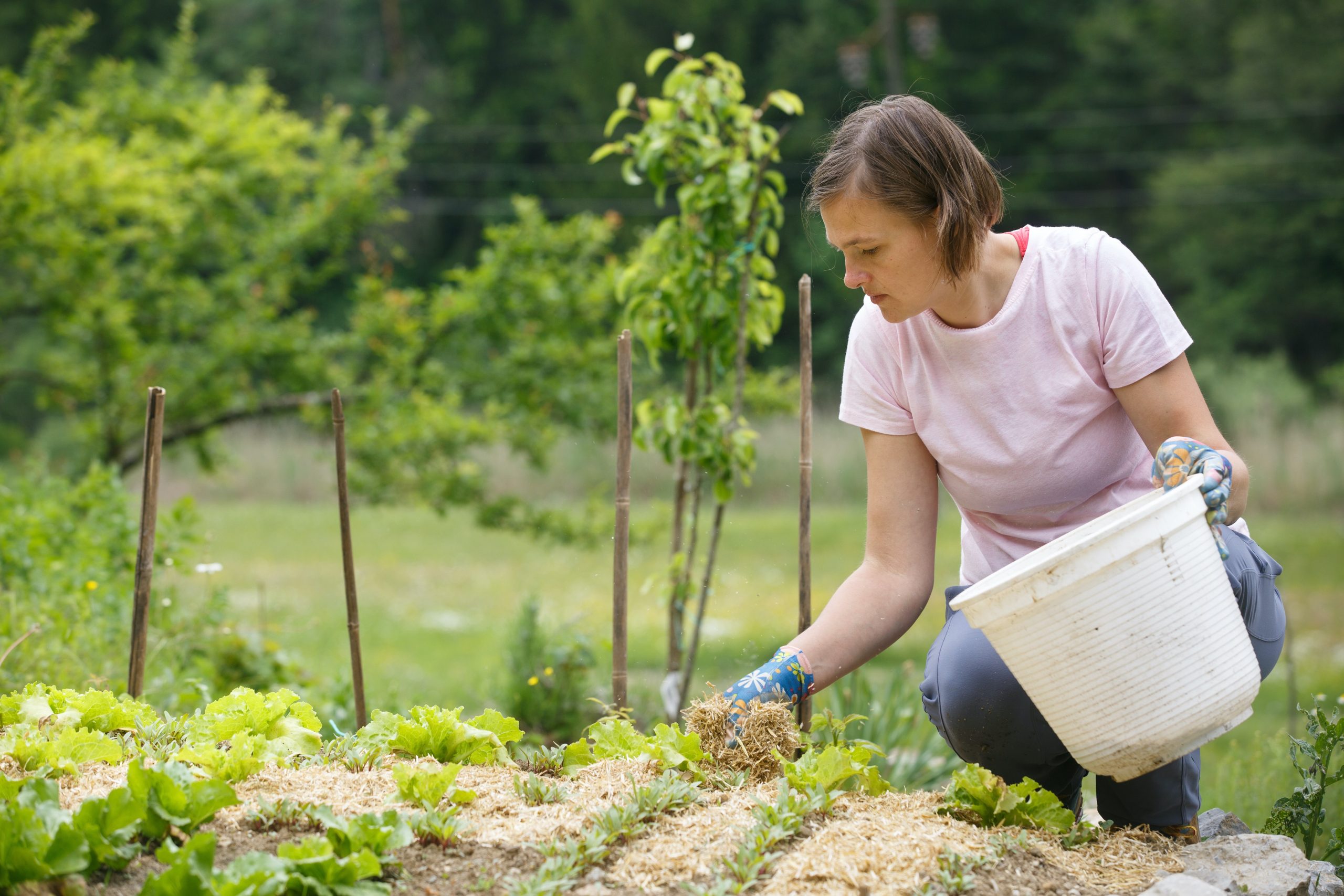 mulher colocando cobertura morta em plantas no jardim