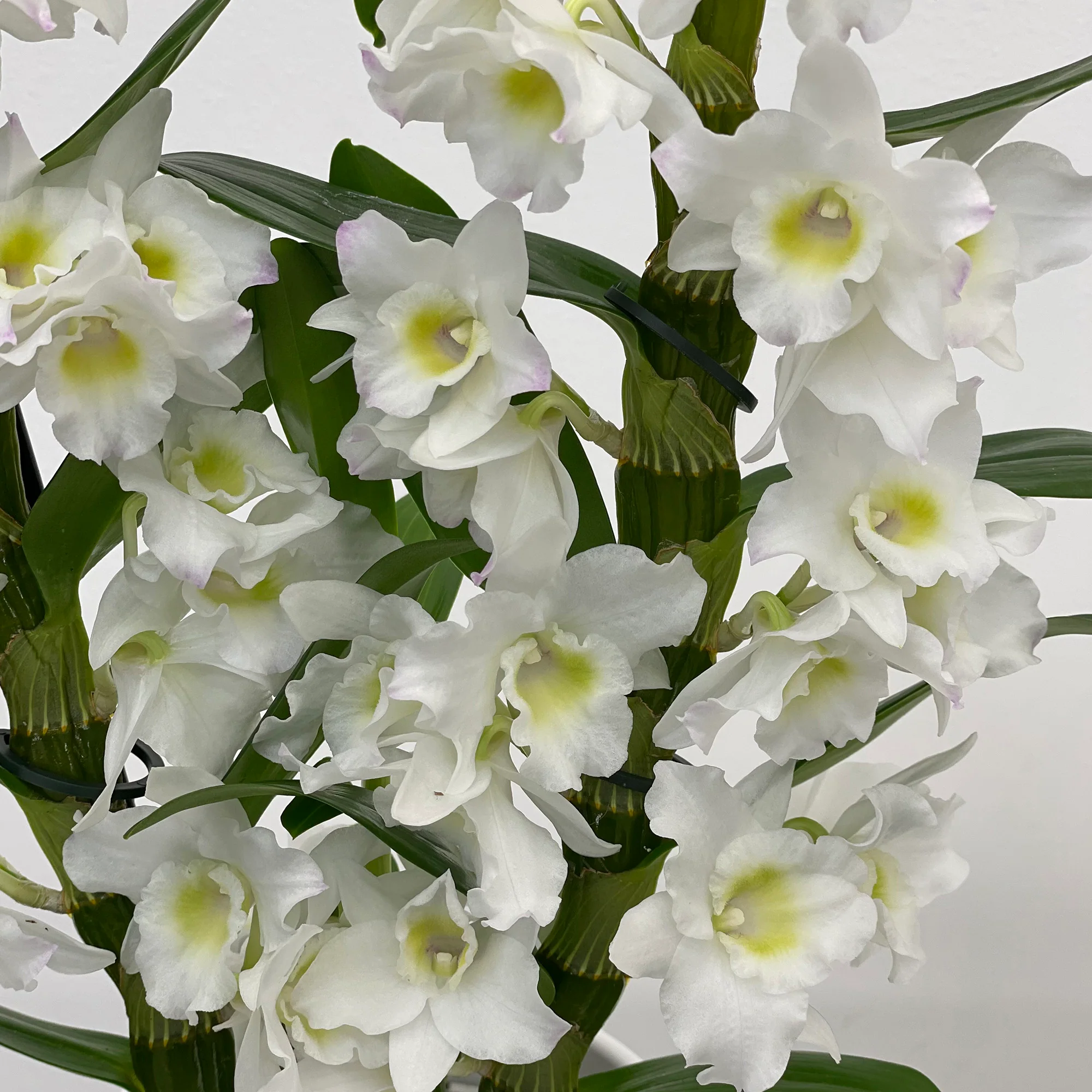 orquídea olho-de-boneca branca