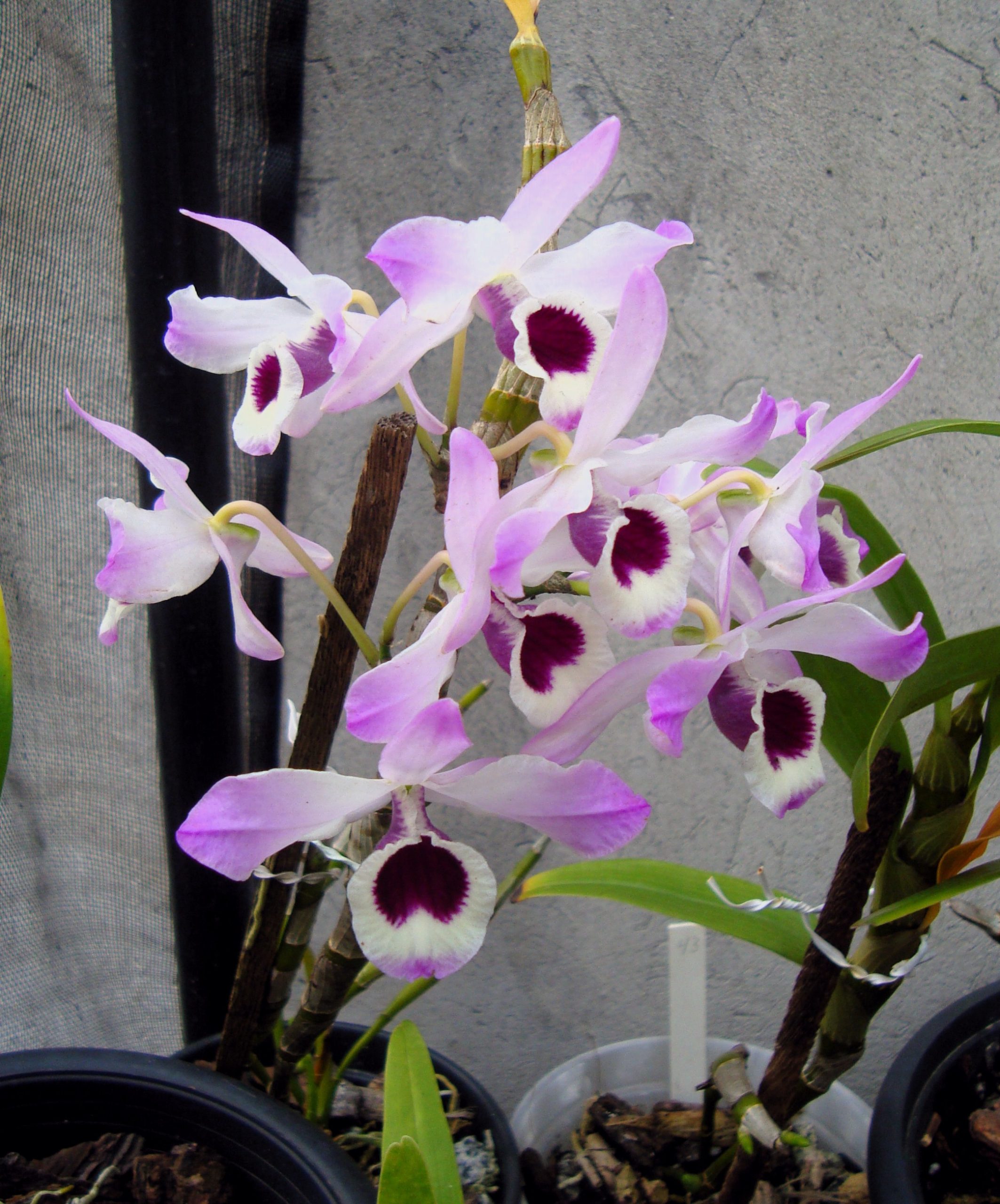 orquídea olho-de-boneca cor-de-rosa