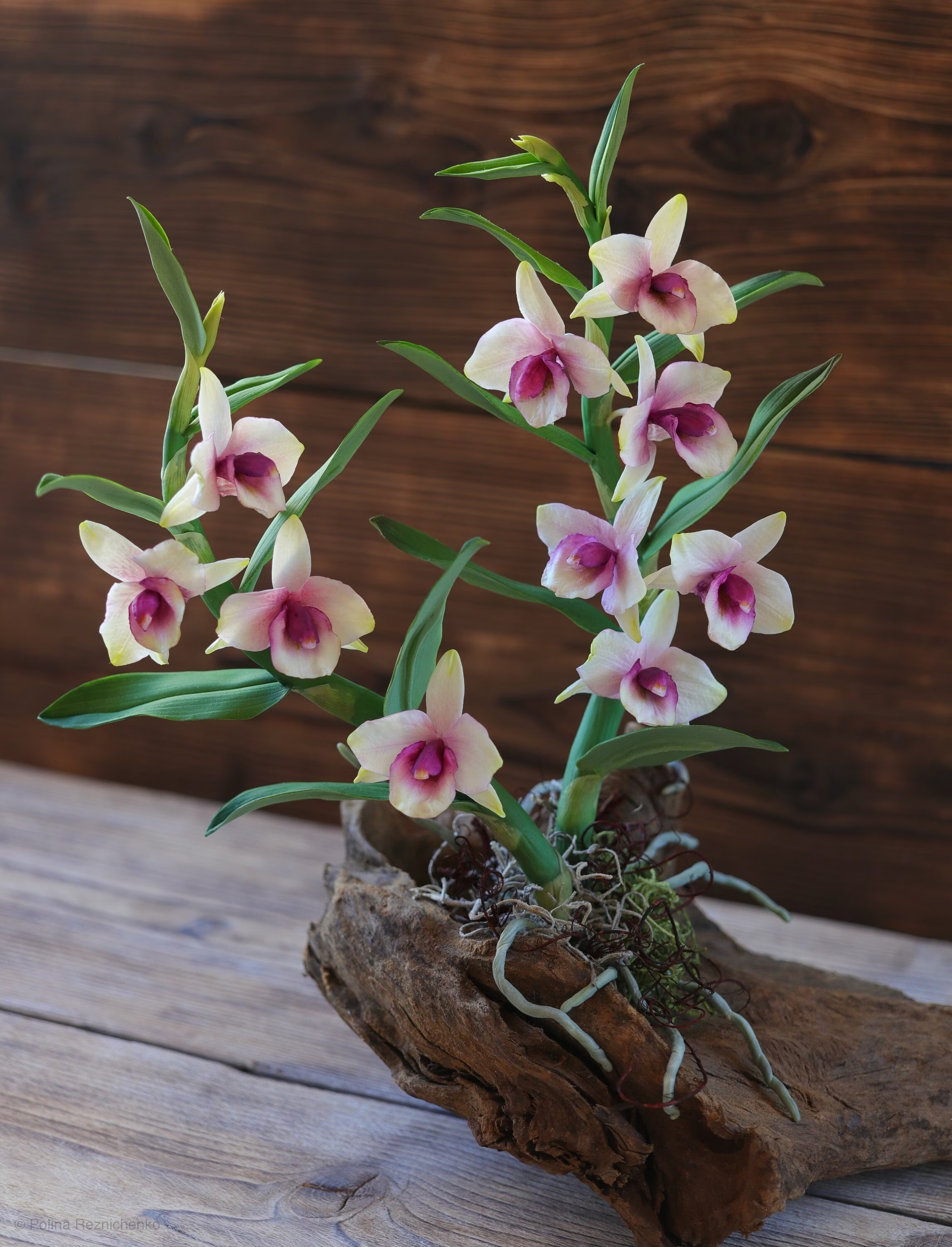 orquídea olho-de-boneca em tronco