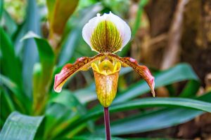 orquídea sapatinho como cultivar 2