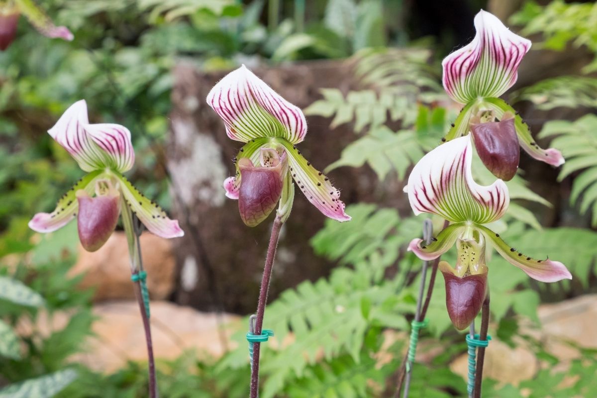 orquídea sapatinho como cultivar
