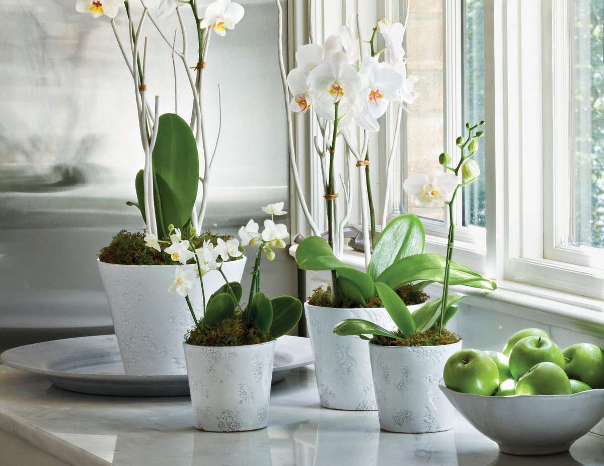 orquídeas em vasos brancos