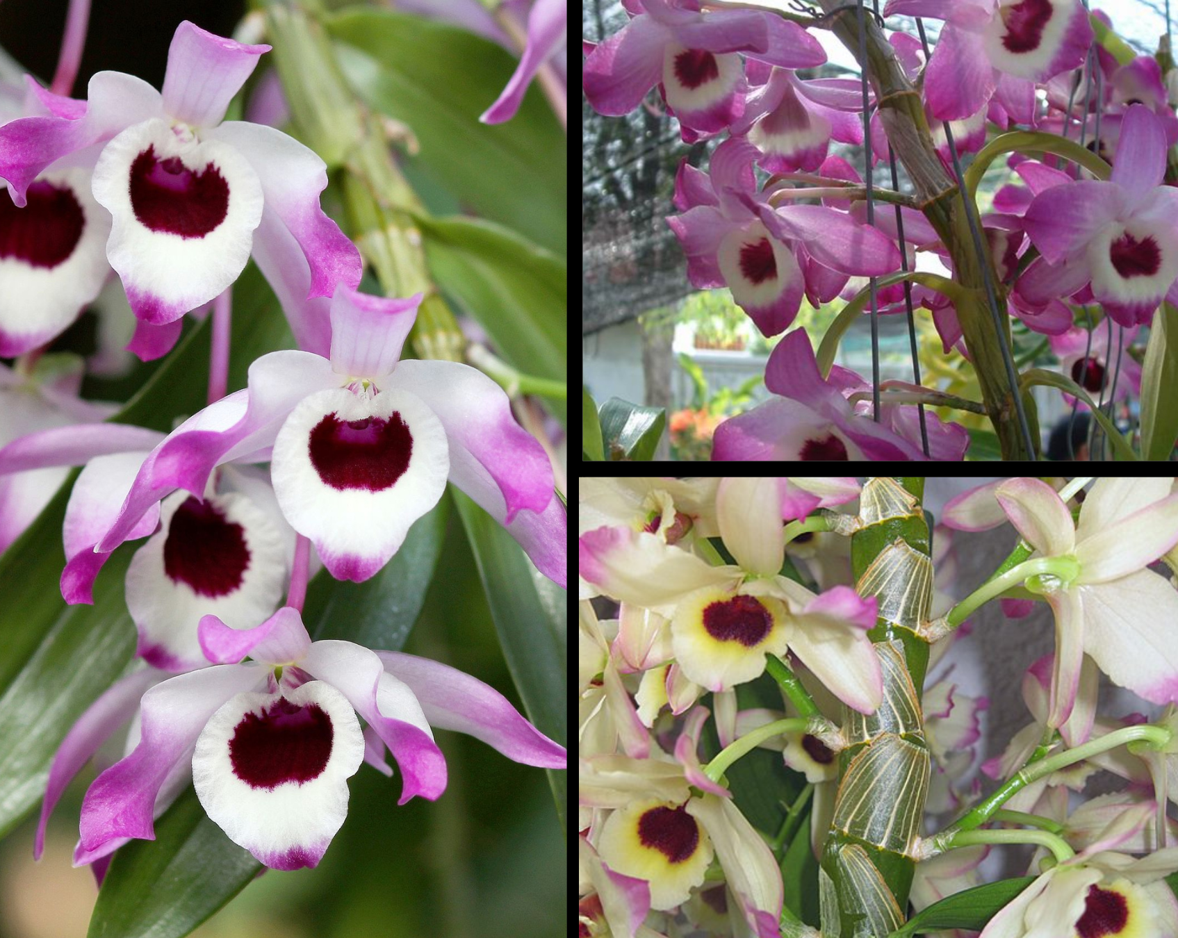 orquídeas olho-de-boneca