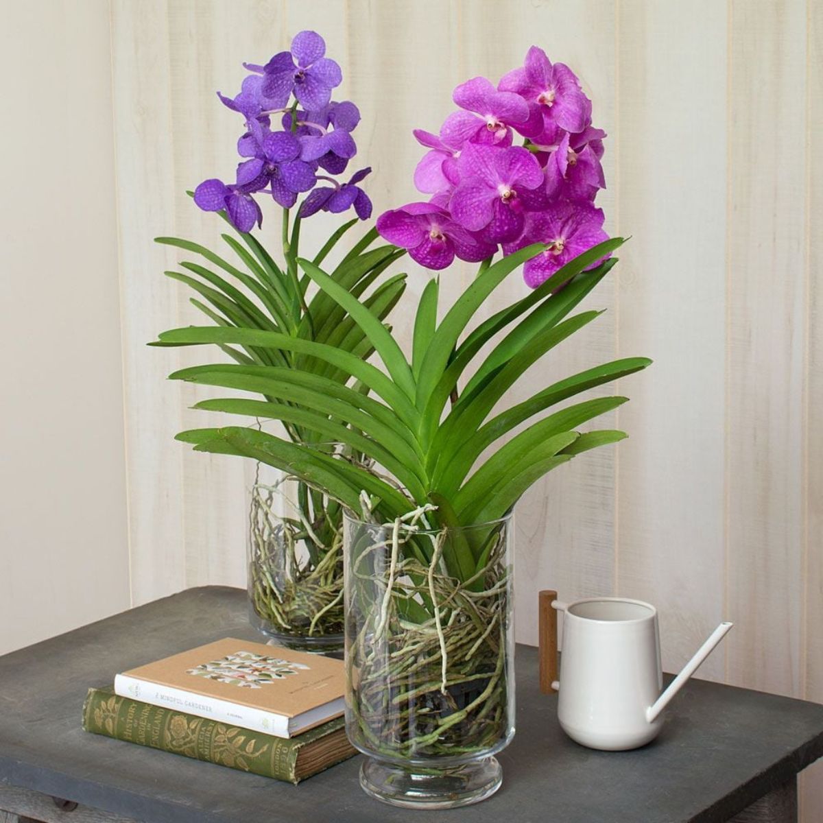 orquídeas vanda em vasos de vidro