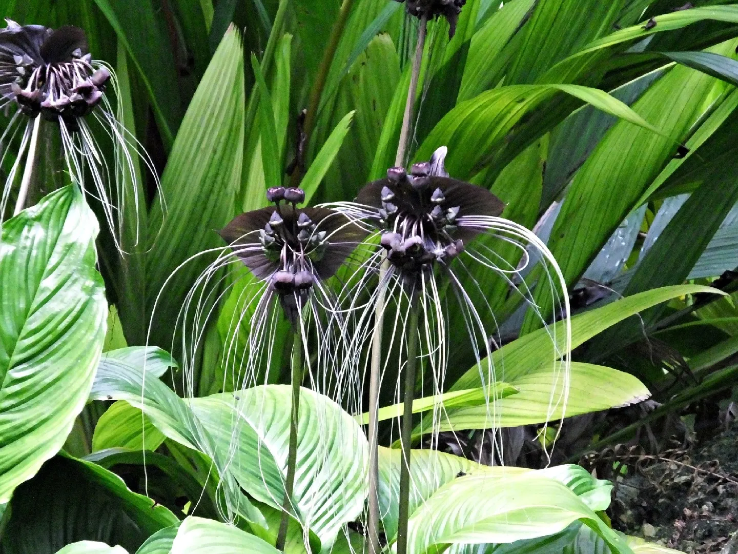 planta flor-morcego