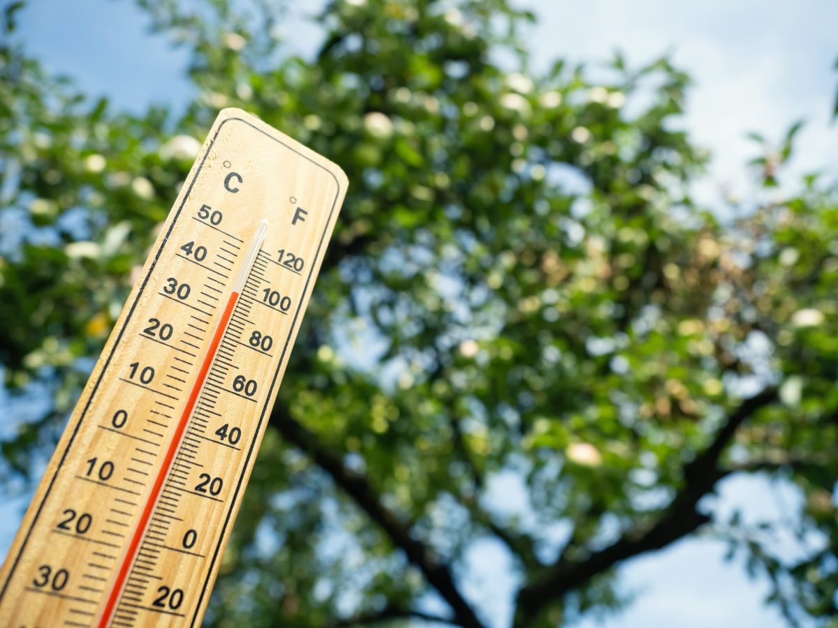 Como proteger as plantas do calor extremo? 11 dicas inteligentes