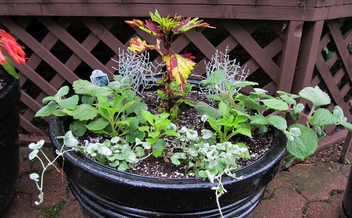 várias plantas juntas em recipiente na área externa