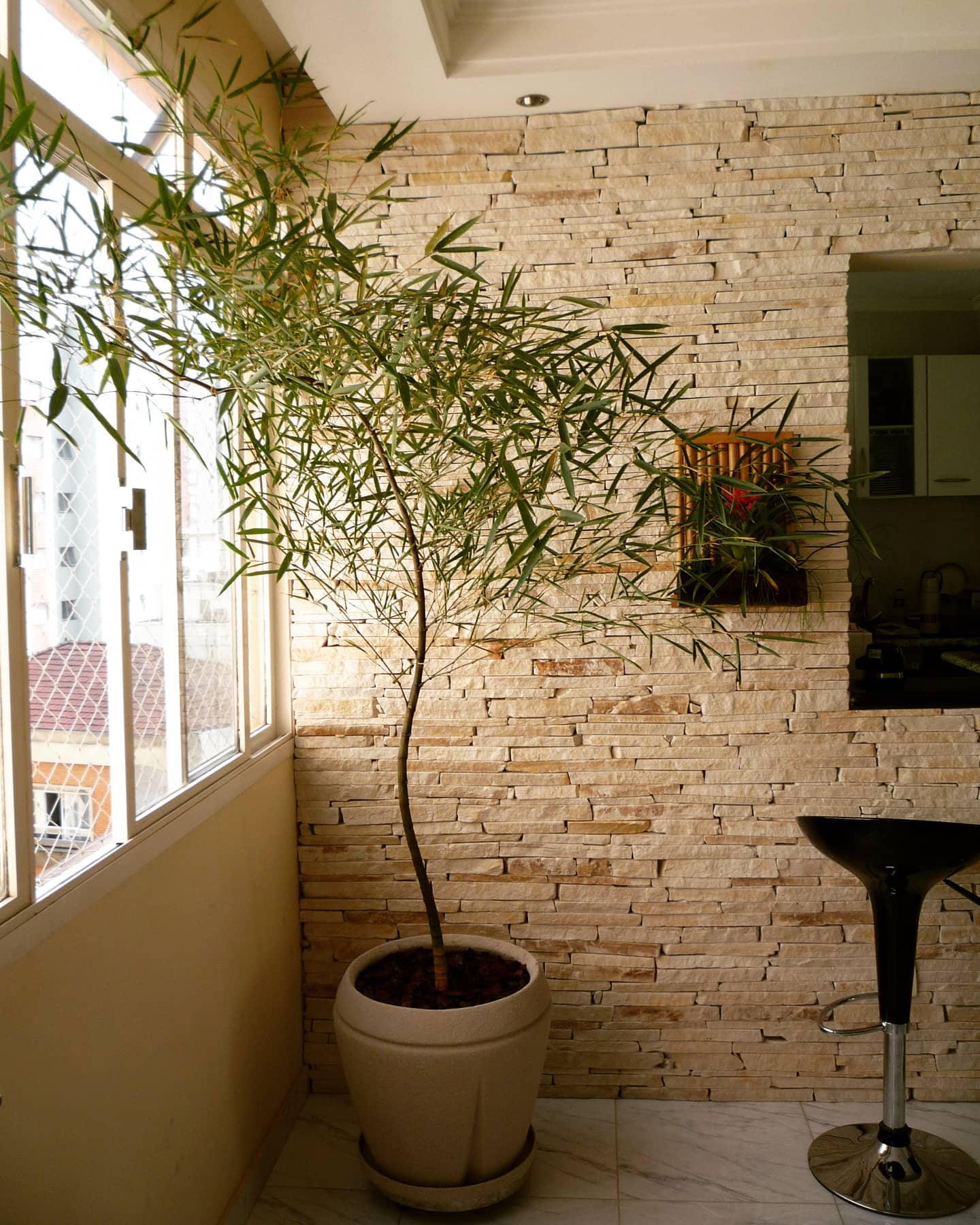 bambu mossô dentro de casa