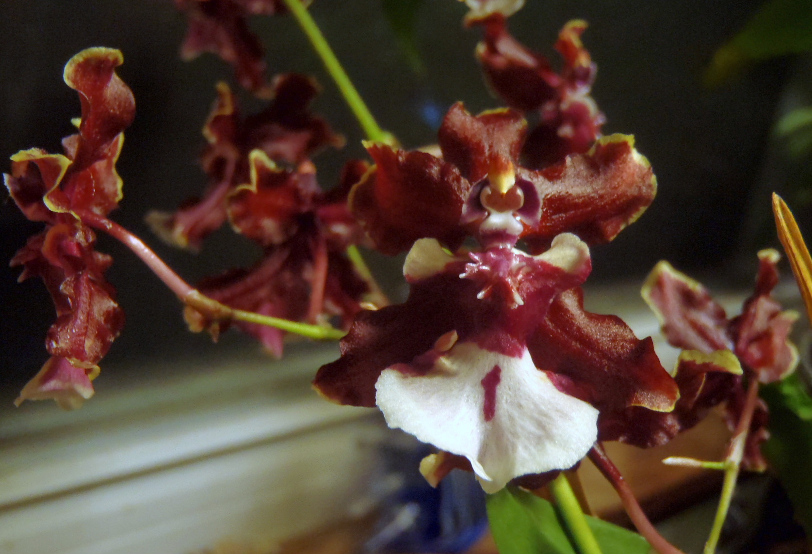 orquídea-chocolate