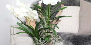 vaso com orquídea branca Vanda
