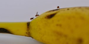 eliminar moscas de frutas