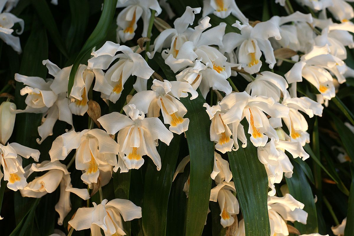 flores brancas de orquídea Coelogyne