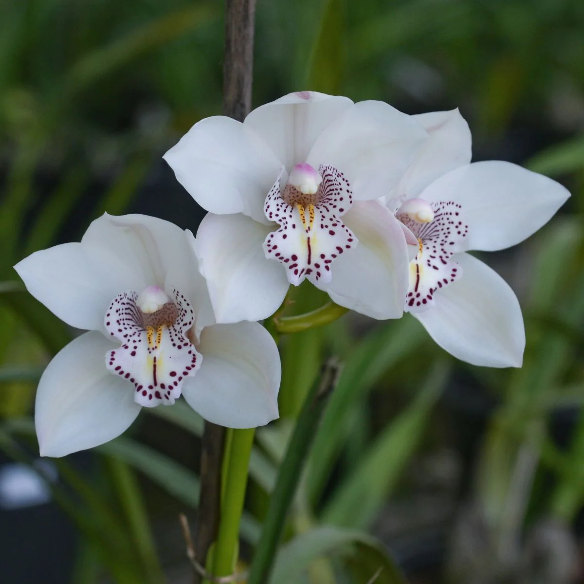 flores brancas de orquídea Cymbidium