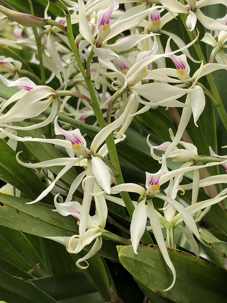 flores brancas de orquídea Encyclia
