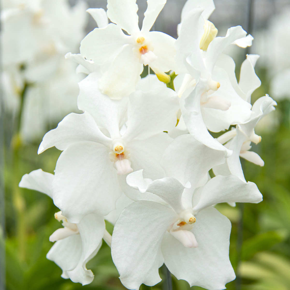 flores brancas de orquídea Vanda