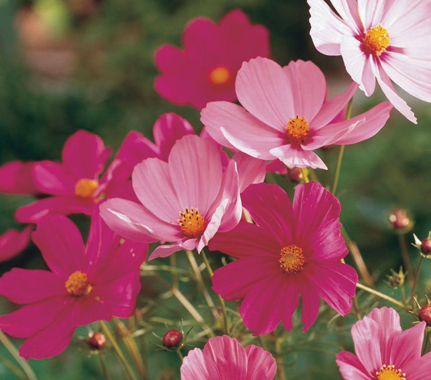 flores cosmos cor-de-rosa