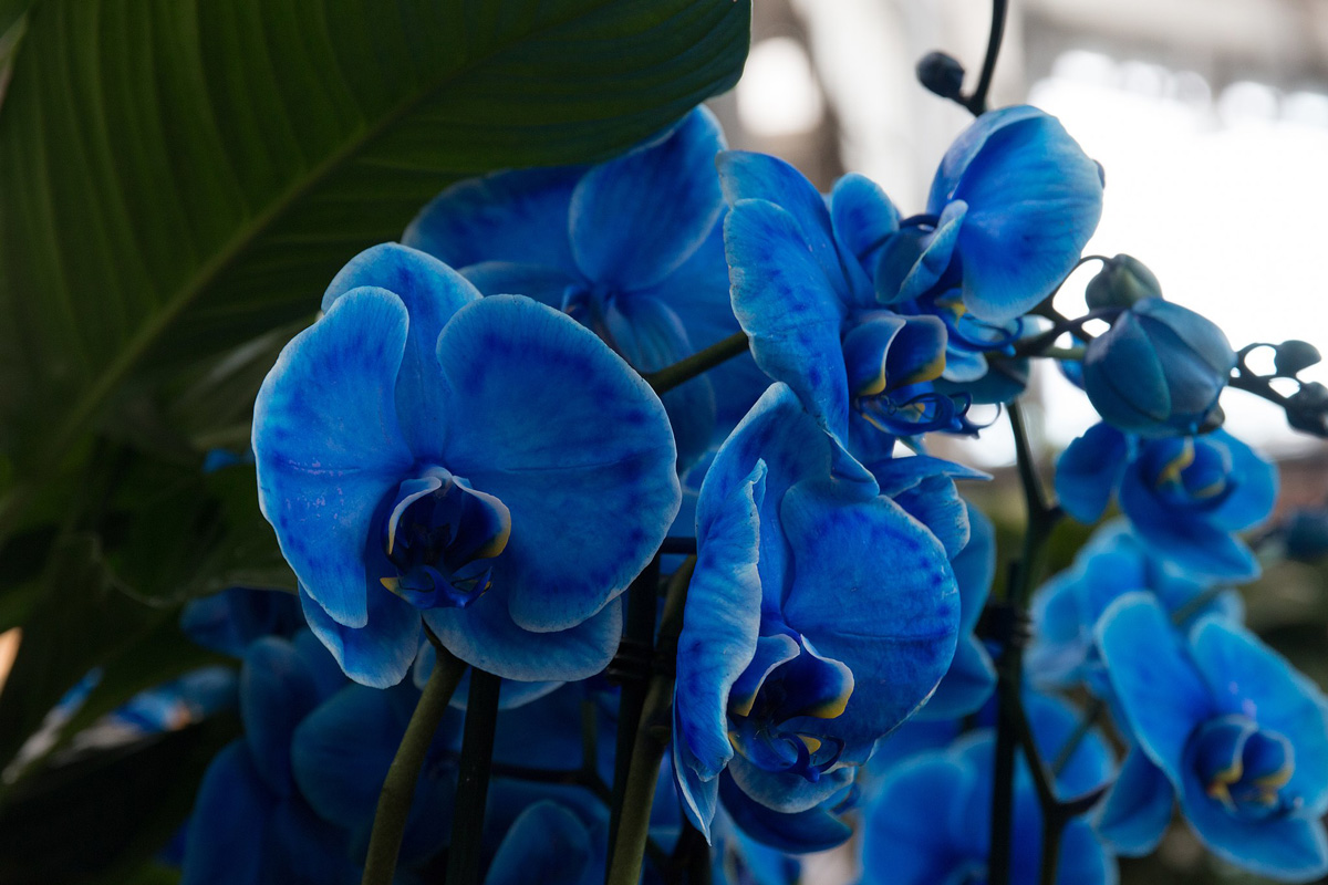 flores de orquídea azul