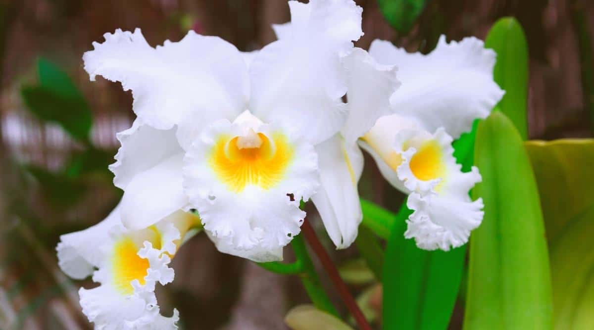 flores de orquídea do gênero Cattleya