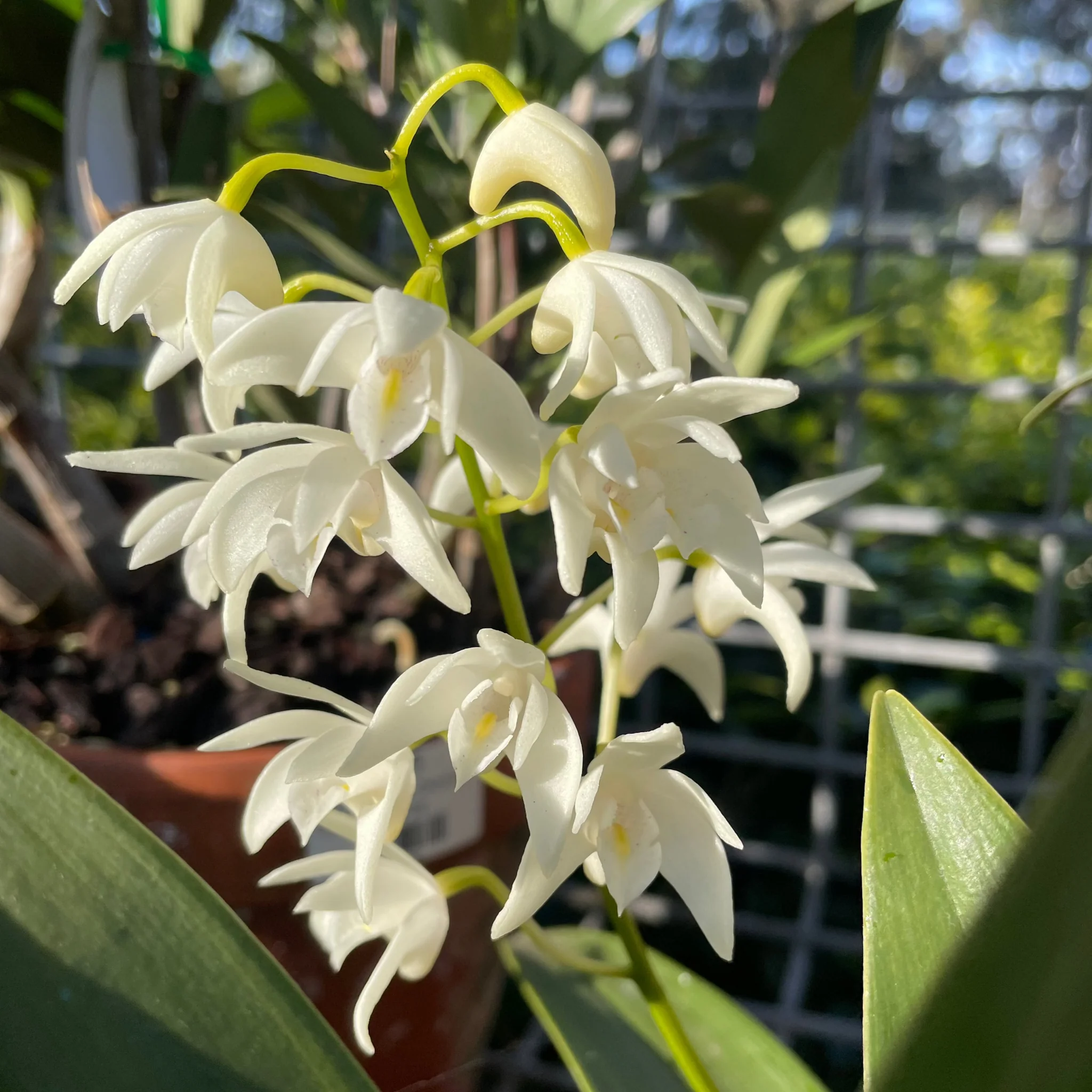 flores de orquídea do gênero Dendrobium