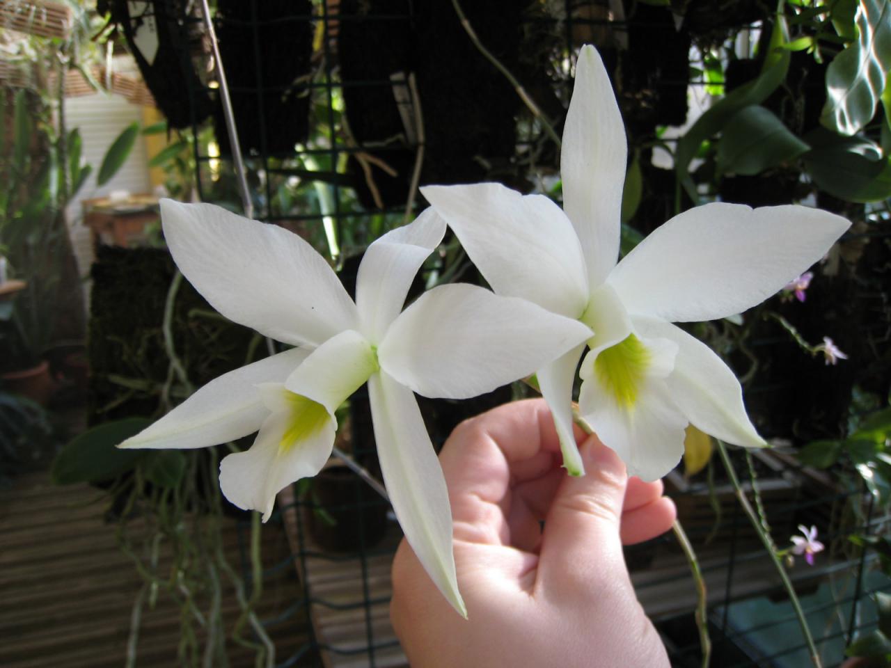 flores de orquídea do gênero Laelia