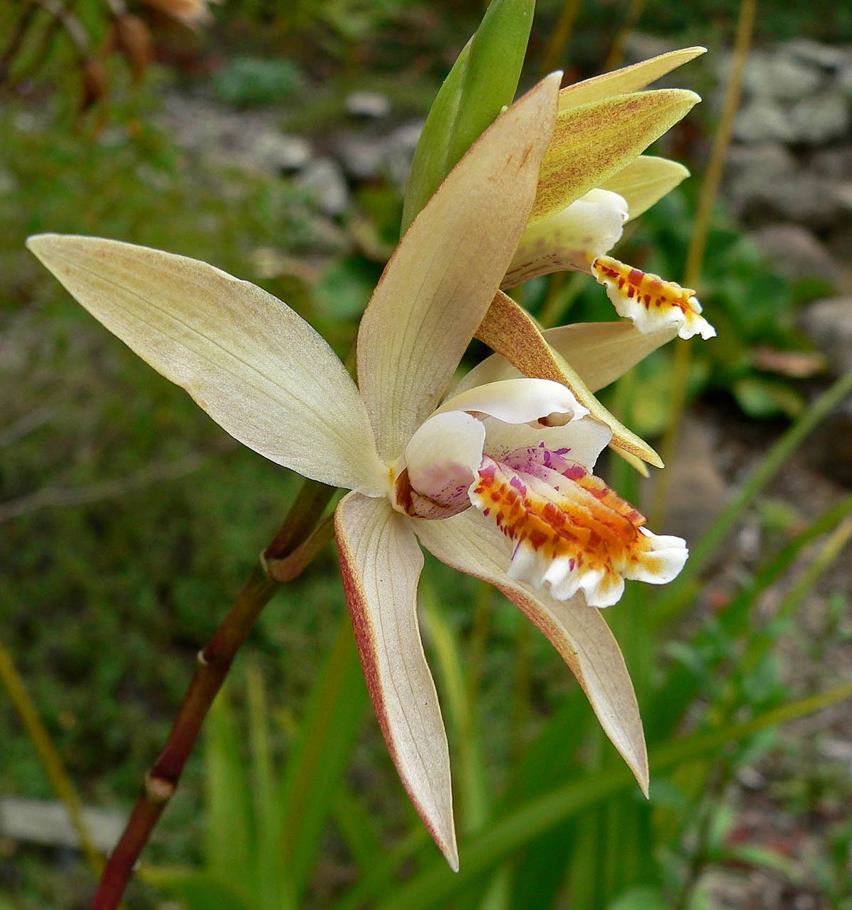 orquídea Bletilla ochracea