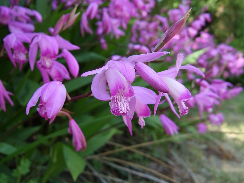 orquídea Bletilla striata
